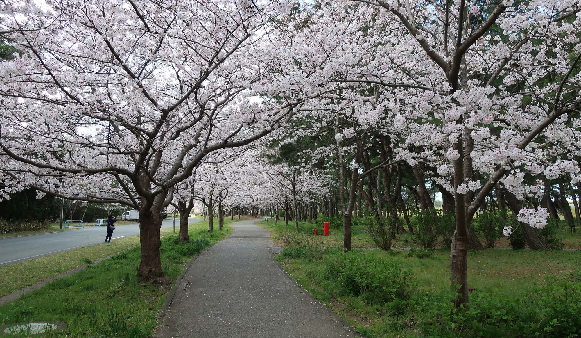 🏞️ 우미노나카미치 해변공원 (우미노나카미치카이힌코엔) 이미지 8